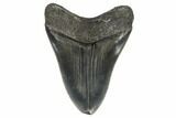 Serrated, Fossil Megalodon Tooth - South Carolina #170331-1